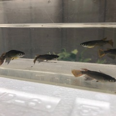 メダカ　五式ヒレ長