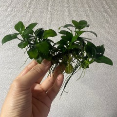 水草　アヌビアスナナ  1株　アクアリウム
