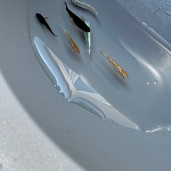 【終了】MIXメダカ　1匹50円①の画像