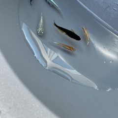 【終了】MIXメダカ　1匹50円①の画像