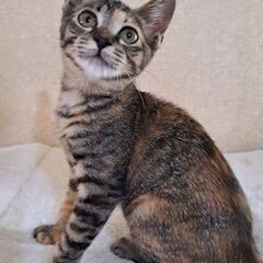 キレイな縞模様の麦ワラちゃん