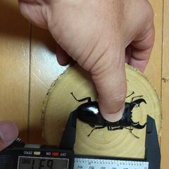 オキナワヒラタクワガタ ペア