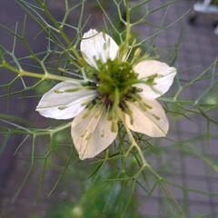 花の種★ニゲラ 白?★30粒位★サービス増量可