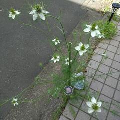 花の種★ニゲラ 白?★30粒位★サービス増量可の画像