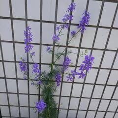 花の種★千鳥草★20粒位★＋50円で倍増可