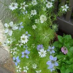 花の種★ニゲラ 白?★30粒位★サービス増量可の画像