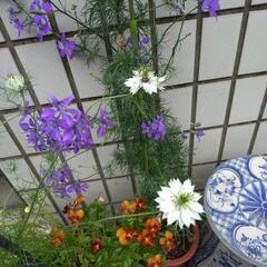 花の種★ニゲラ 白?★30粒位★サービス増量可の画像