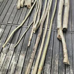 トネリコ 剪定木 クラフト 薪 畑 柄 DIY 作品 夏休み工作の画像
