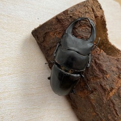 国産オオクワガタ【上阿古谷】
　ペア（72mm）の画像