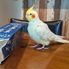【迷子　鳥】オカメインコ(ルチノー)を探しています。