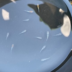 メダカ　カボスの画像