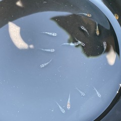 メダカ　カボスの画像