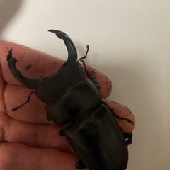 オオクワガタペア