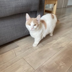 2人の猫ちゃん