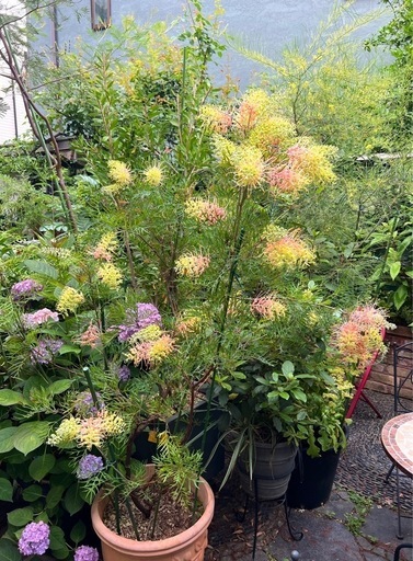[植物売ります] グレビレア ピーチズアンドクリーム