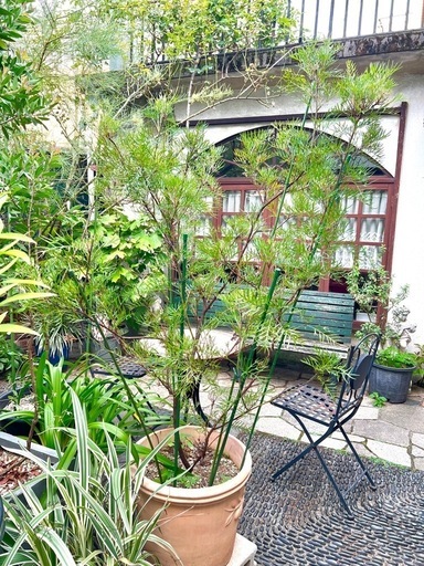 [植物売ります] グレビレア ピーチズアンドクリーム