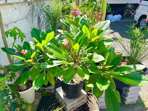 [植物売ります] プルメリア Divine