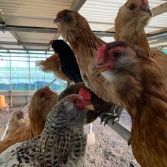 平飼い 有精卵 10個の画像