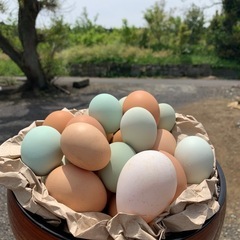 平飼い 有精卵 10個