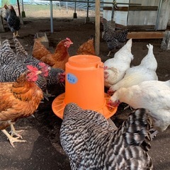 平飼い 有精卵 10個の画像