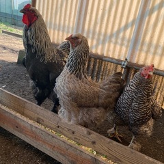平飼い 有精卵 10個の画像