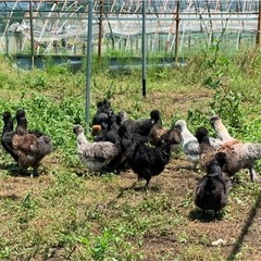 平飼い 有精卵 10個の画像