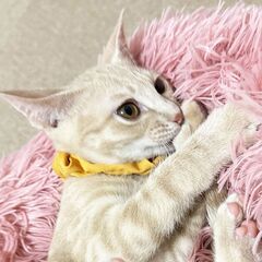 ピカチュウ！？パステル柄が可愛い超絶甘えん坊くん💓