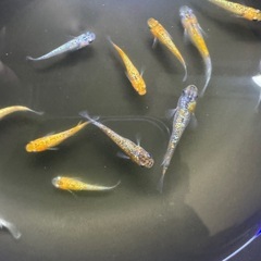 ラメ王　メダカ　めだか 改良　アクアリウム　　