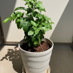 鉢植え(ポンカン)と残土