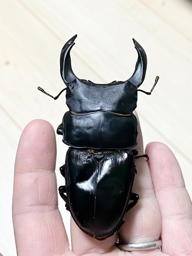 【84〜87mm台】B品3ペア能勢SRオオクワガタ