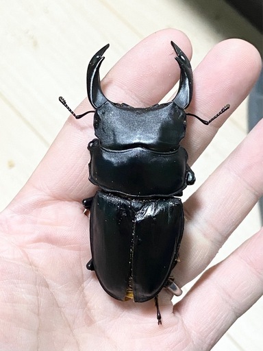 【84〜87mm台】B品3ペア能勢SRオオクワガタ