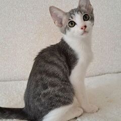 ちょっと間抜けな仕草が愛らしい可愛い系男子(トライアル中)