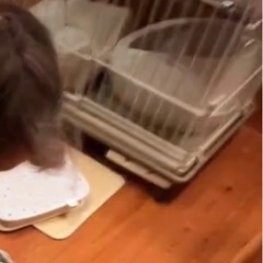 【美品】アイリスオーヤマ  猫 ケージ ウッディ  2段 ライトナチュラル の画像