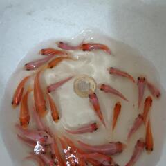 錦鯉紅白の稚魚１０匹の画像