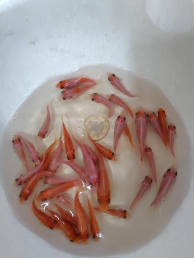 錦鯉紅白の稚魚１０匹