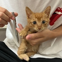 生後1.2ヶ月の男の子