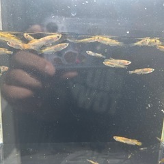 北辻美虎ヒレ長   メダカ    めだか