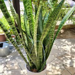 観葉植物  サンスベリア　ゼラニカ　白陶器　鉢植え　１２０cm