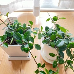 観葉植物　ペペロミア