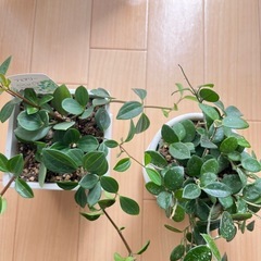 観葉植物　ペペロミアの画像