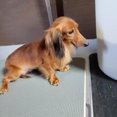 カニへンダックス　繁殖引退犬