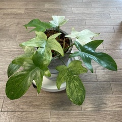 観葉植物　フィロデンドロン　フロリダゴースト