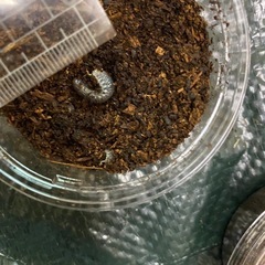 国産カブトムシ幼虫