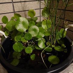 水草　ウォーターコインの画像