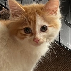 一旦募集停止　代理募集　前髪が特徴的な茶白ちゃん　将来は長毛？半長毛？