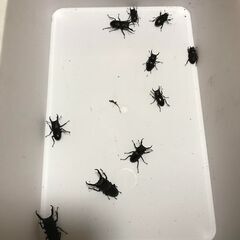 コクワガタ　１０匹　セット　Ａ　