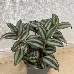 トラディスカンティア　ポットごと 　観葉植物