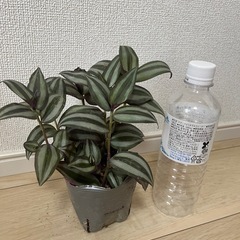 トラディスカンティア　ポットごと 　観葉植物の画像