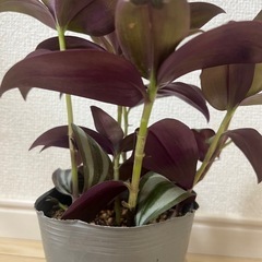 トラディスカンティア　ポットごと 　観葉植物の画像