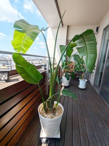 【観葉植物】オーガスタ 155cm